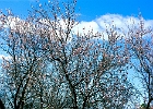 Mandelblüte auf La Palma : Mandelbäume, blauer Himmel, Wolken